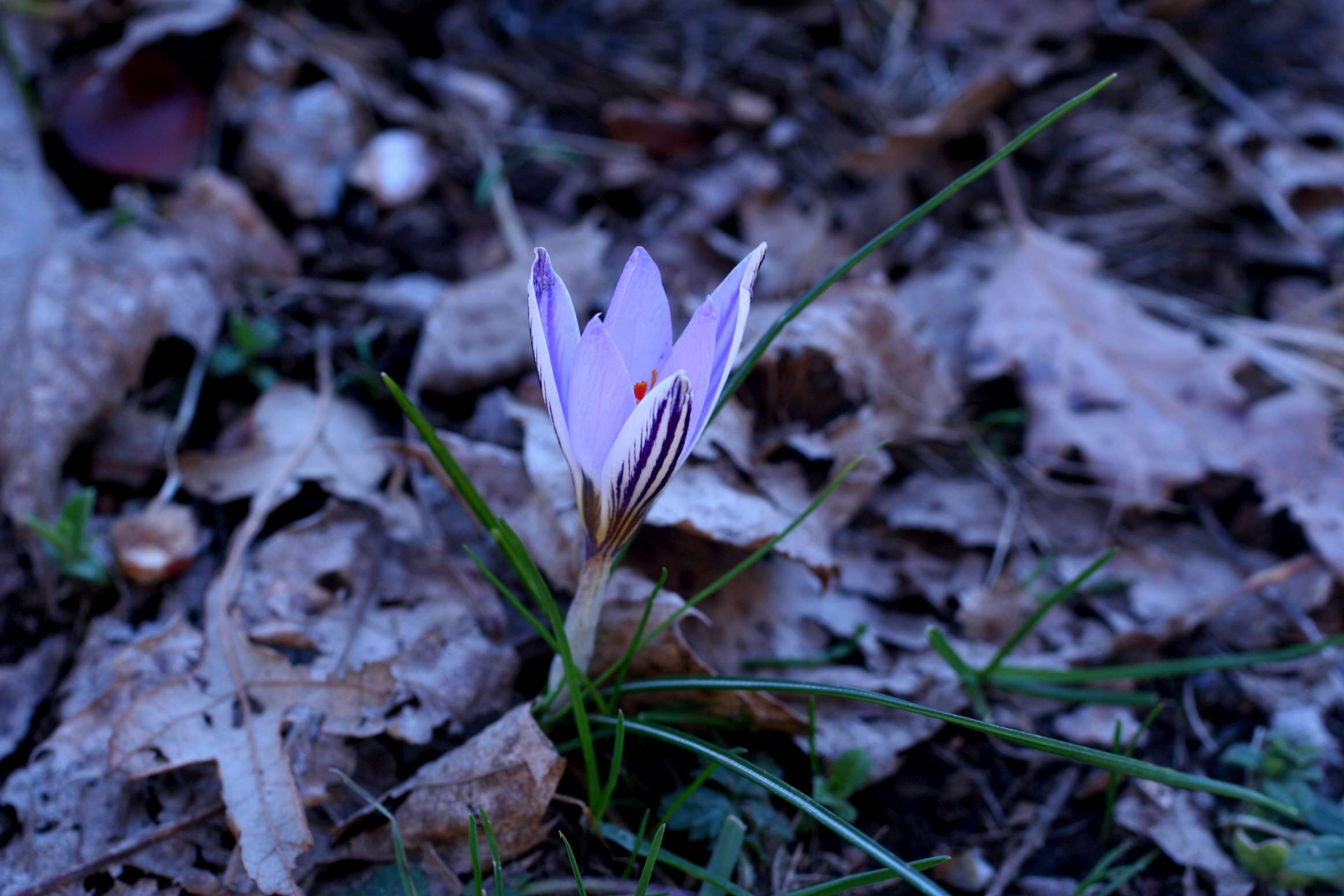Crocus biflorus